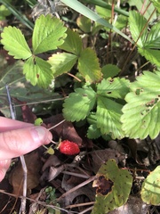 Fragaria vesca vesca