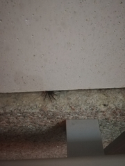 Segestria florentina