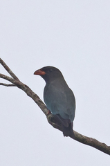 Eurystomus orientalis