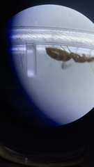 Brachymyrmex depilis