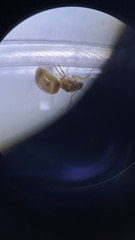 Brachymyrmex depilis