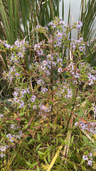 Symphyotrichum puniceum
