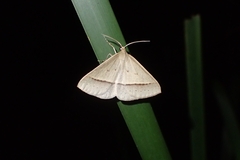 Epidesmia tryxaria