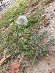 Taraxacum erythrospermum