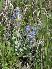 Penstemon nitidus