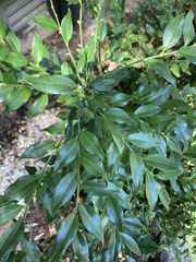 Sarcococca