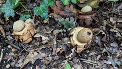 Geastrum triplex