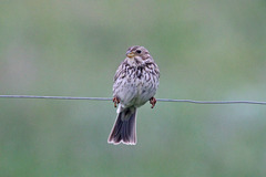 Emberiza calandra
