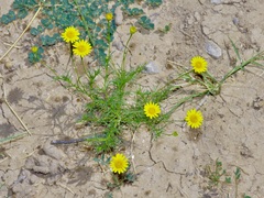 Thymophylla tenuiloba