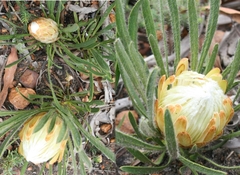 Protea aspera