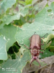 Sphaenognathus feisthamelii