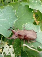 Sphaenognathus feisthamelii