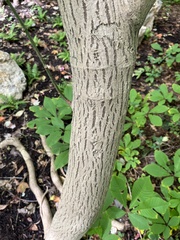 Euonymus atropurpureus