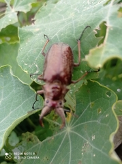 Sphaenognathus feisthamelii