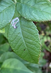 Stigmella rosaefoliella