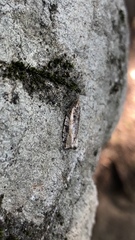 Acleris variana