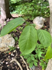 Euonymus atropurpureus