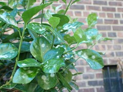 Erysiphe euonymicola