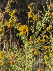 Deinandra floribunda