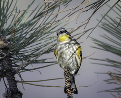 Setophaga coronata auduboni
