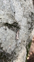Acleris variana