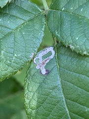Stigmella rosaefoliella