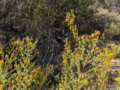 Deinandra floribunda