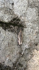 Acleris variana
