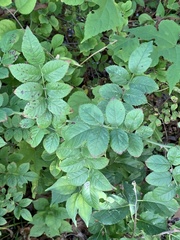 Stigmella rosaefoliella