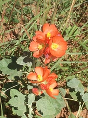 Sphaeralcea parvifolia