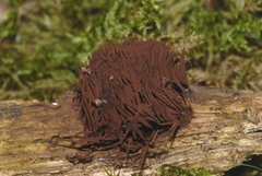 Stemonitis axifera