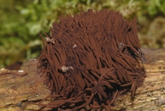 Stemonitis axifera