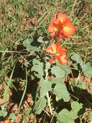 Sphaeralcea parvifolia