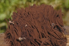Stemonitis axifera