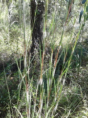 Paspalum floridanum