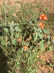 Sphaeralcea parvifolia