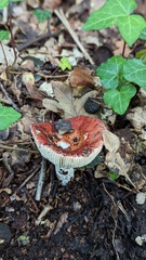 Russula velenovskyi