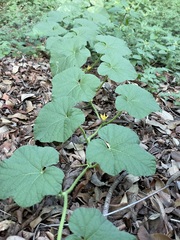 Cucumis melo