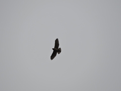 Buteo lineatus