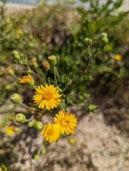 Chrysopsidinae