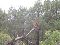 Falco tinnunculus canariensis