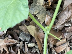 Cucumis melo