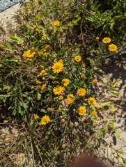 Chrysopsidinae