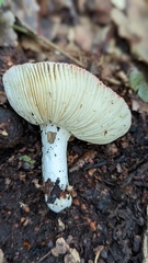 Russula velenovskyi