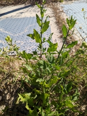 Chrysopsidinae
