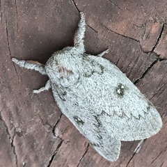 Syssphinx heiligbrodti