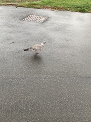 Columba palumbus palumbus