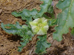 Chamaesaracha edwardsiana