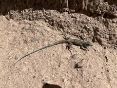 Aspidoscelis neomexicanus