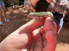 Aspidoscelis neomexicanus